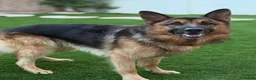 Pastor Alemán perros en venta: Pastor alemán  - Anuncio 3