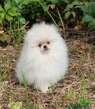 Pomerania perros - Anuncio 15