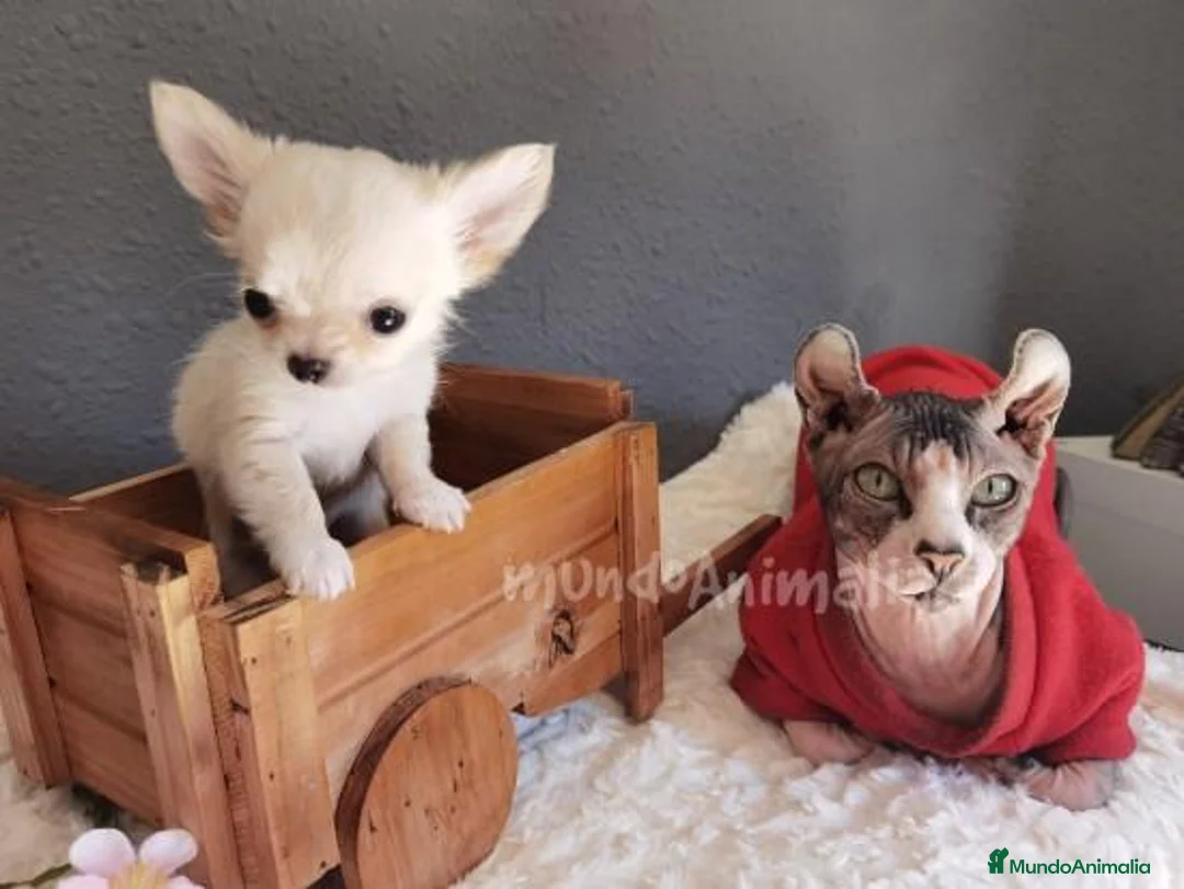 Imagen de galería {{count}}