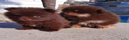 Pomerania perros en venta: Pomeranias - Anuncio 2