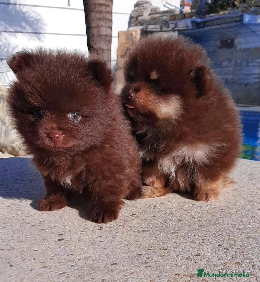 Pomerania perros en venta: Pomeranias - Anuncio 2