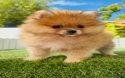 Pomerania perros en venta: POMERANIA MACHO - Imagen 1
