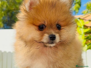 Pomerania perros - Anuncio 2