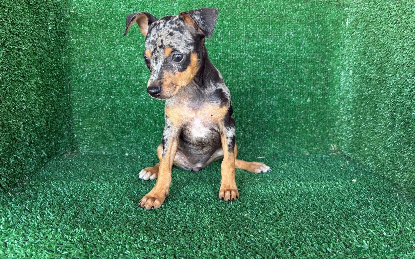 Pinscher Miniatura perros pinsher miniatura - Anuncio 1