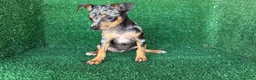 Pinscher Miniatura perros en venta: pinsher miniatura - Anuncio 1
