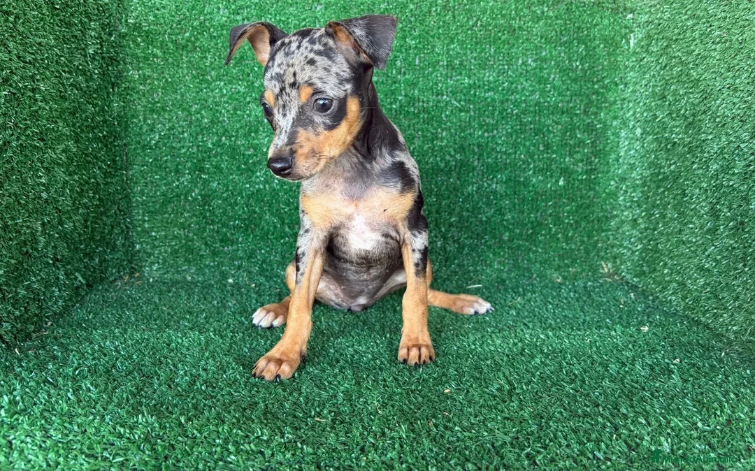 Pinscher Miniatura perros en venta: pinsher miniatura - Anuncio 1