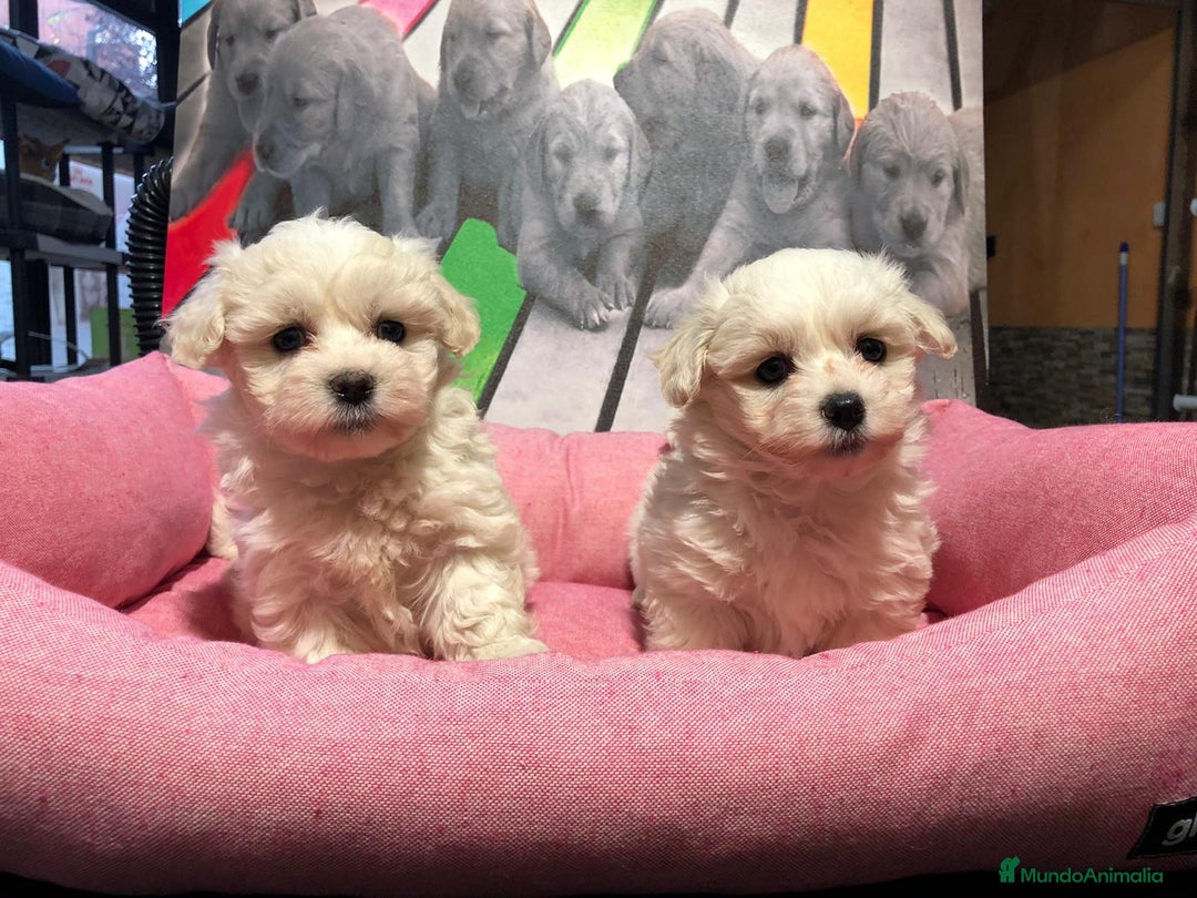 Bichón Maltés perros en venta: Bichon maltes mini  - Anuncio 3