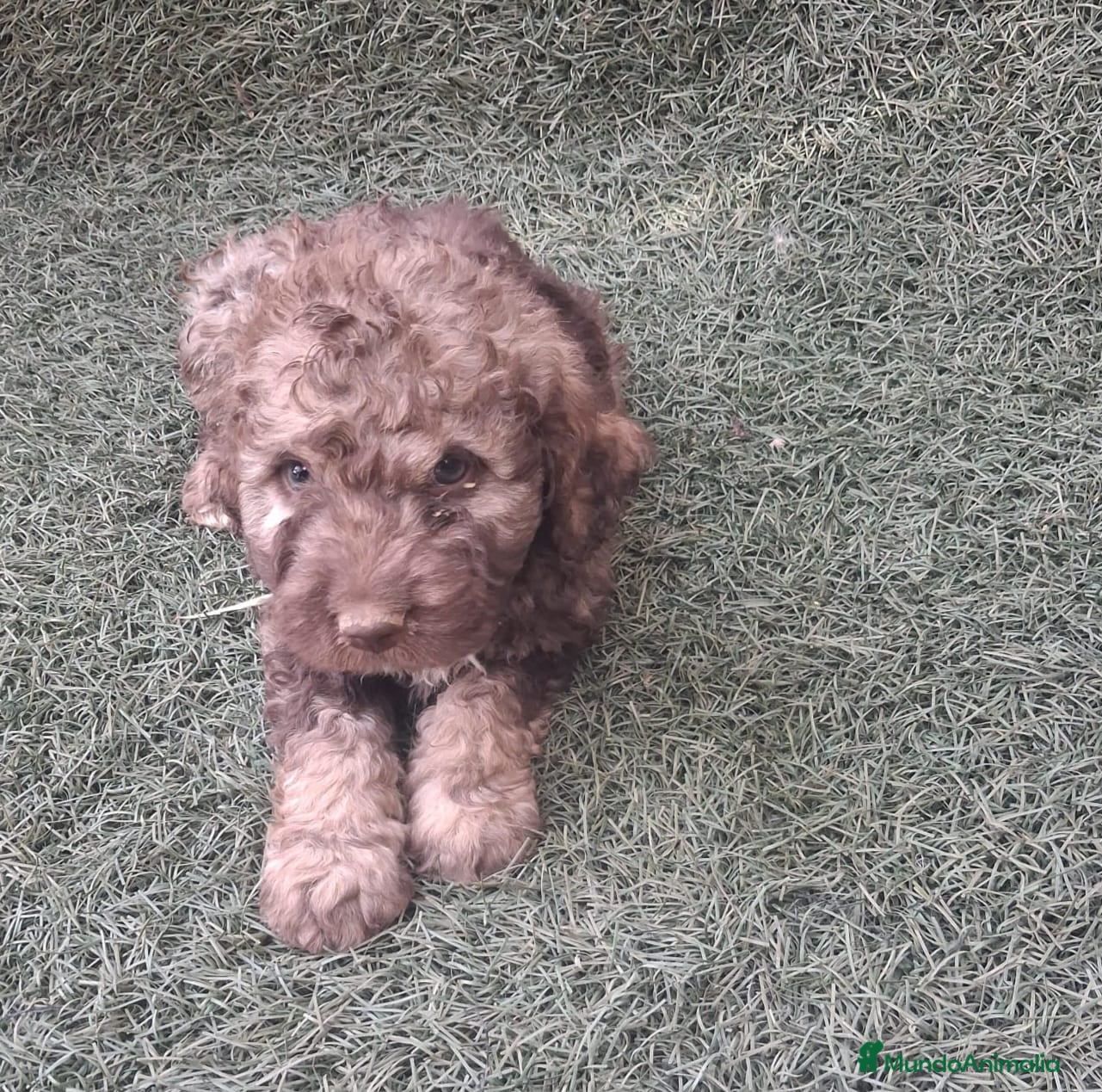 Perro de Agua Español perros Excelente último cachorrito perro de agua Español - Anuncio 3