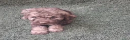 Perro de Agua Español perros en venta: Excelente último cachorrito perro de agua Español - Anuncio 1