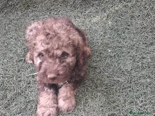Perro de Agua Español perros Excelente último cachorrito perro de agua Español - Anuncio 3
