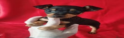 Pinscher Miniatura perros en venta: Pincher Miniatura  - Anuncio 1