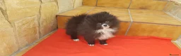 Pomerania perros en venta: Bolitas de Lulú de Pomerania  en Barcelona - Anuncio 3