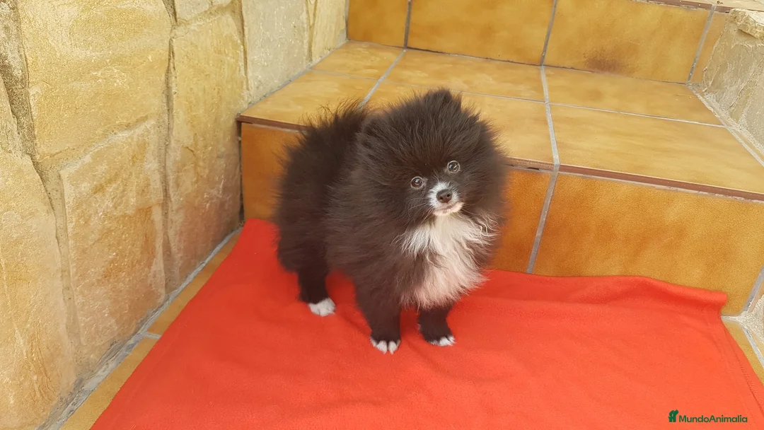 Pomerania perros en venta: Bolitas de Lulú de Pomerania  en Barcelona - Anuncio 3
