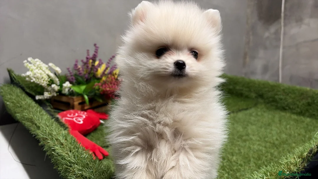 Pomerania perros en venta: Pomerania hembra disponible  - Anuncio 2