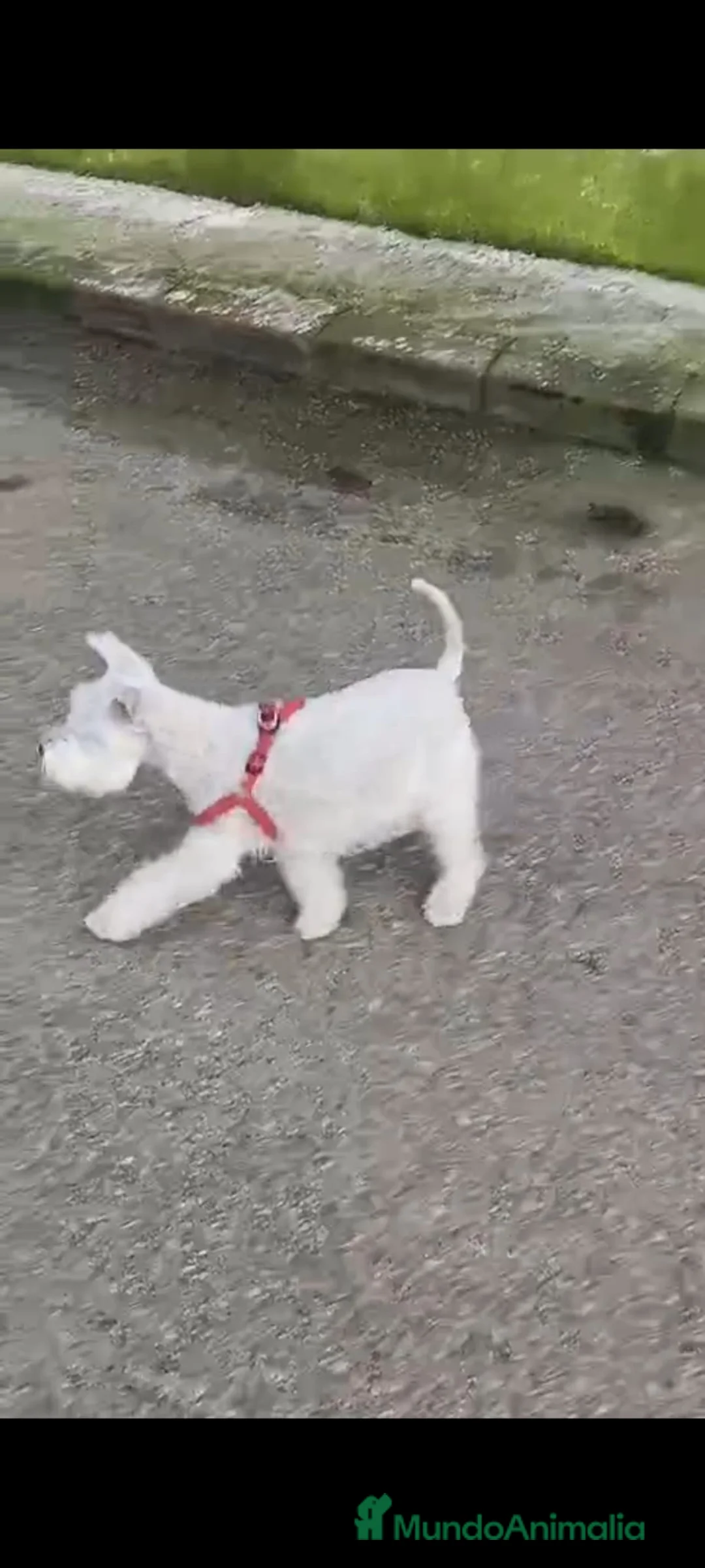 Schnauzer Miniatura perros en venta: Schnauzer miniatura color blanco  en Barcelona - Anuncio 2
