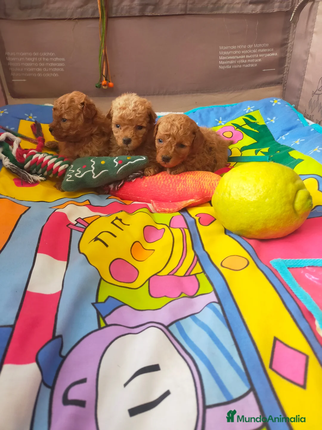 Caniche Toy perros en venta: PRECIOSOS CANICHE  ROJO LINEA TOY - Anuncio 17