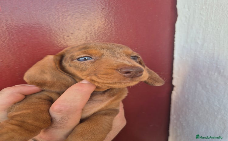 Teckel Miniatura perros - Anuncio 2