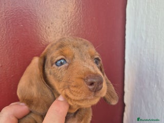 Teckel Miniatura perros - Anuncio 1