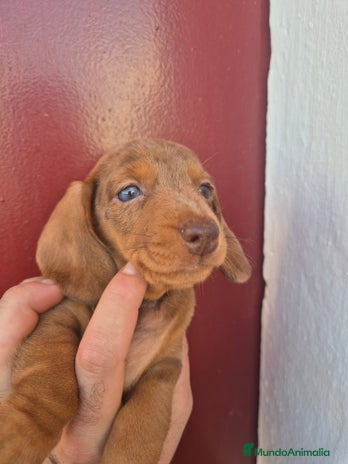 Teckel Miniatura perros - Anuncio 3