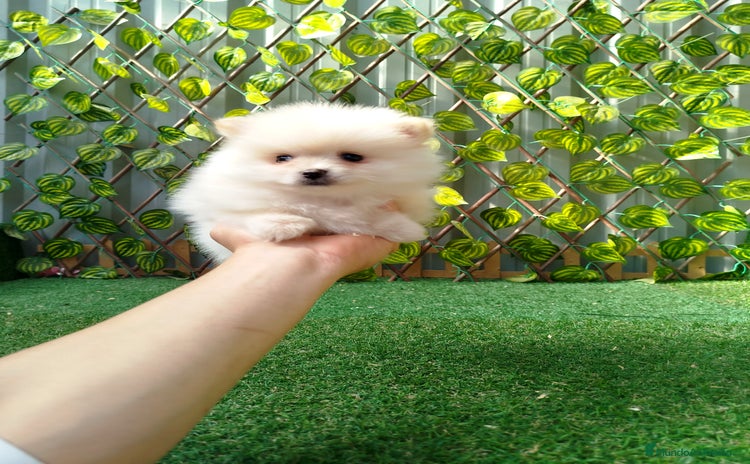 Pomerania perros Pomerania toy  - Anuncio 2