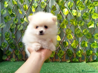 Pomerania perros Pomerania toy - Anuncio 3