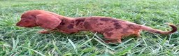 Teckel Miniatura perros en venta: Teckel Kaninchen Merle chocolate - Anuncio 6