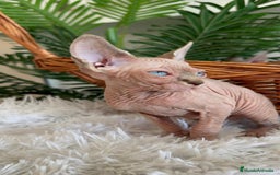 Sphynx gatos en venta: GATITAS SPHYNX - Anuncio 17