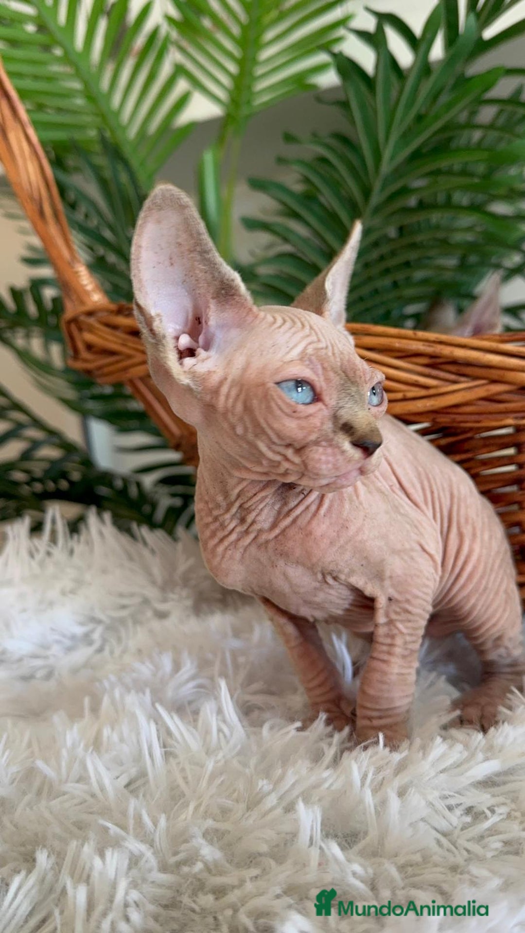Sphynx gatos en venta: GATITAS SPHYNX - Anuncio 17