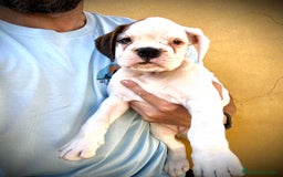 Boxer perros en venta: Boxer - Imagen 23