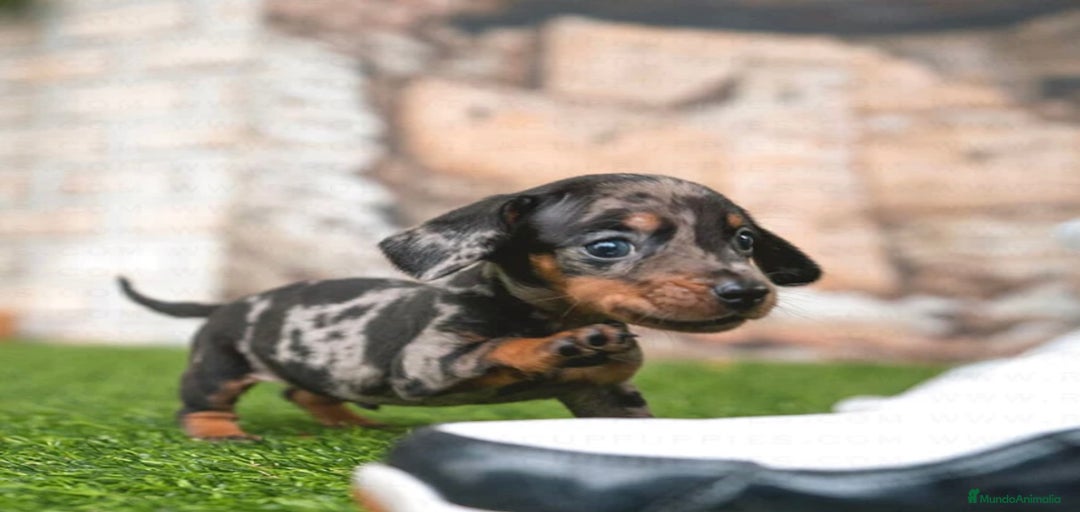 Imagen de galería {{count}}