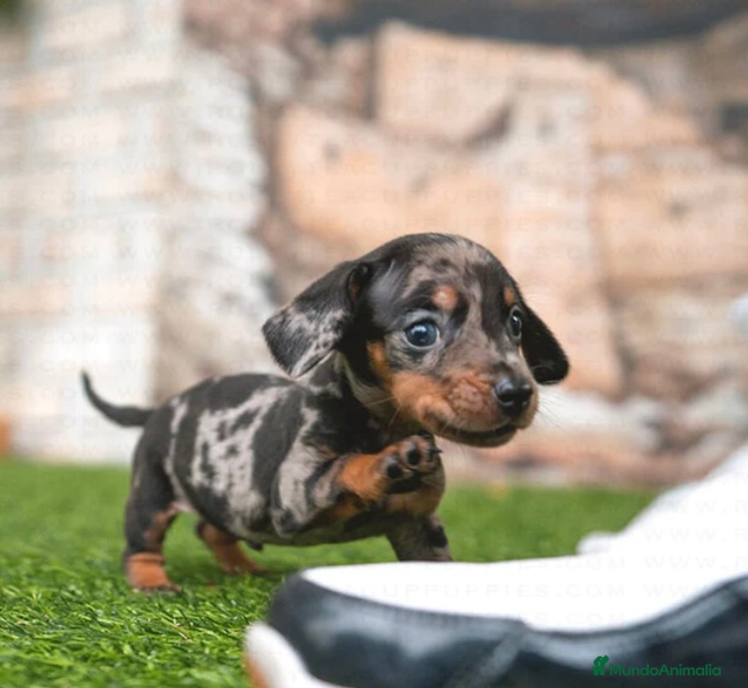 Imagen de galería {{count}}