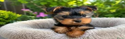 Yorkshire Terrier perros en venta: Yorkshire - Anuncio 1