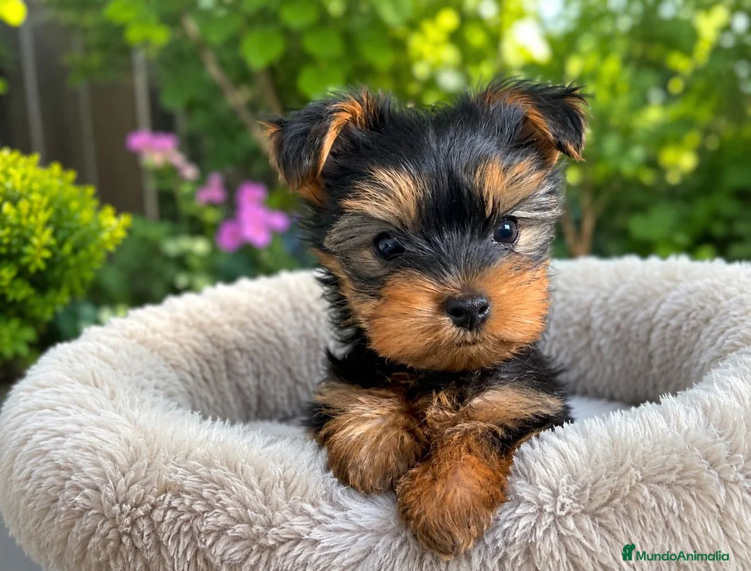 Yorkshire Terrier perros en venta: Yorkshire - Anuncio 1
