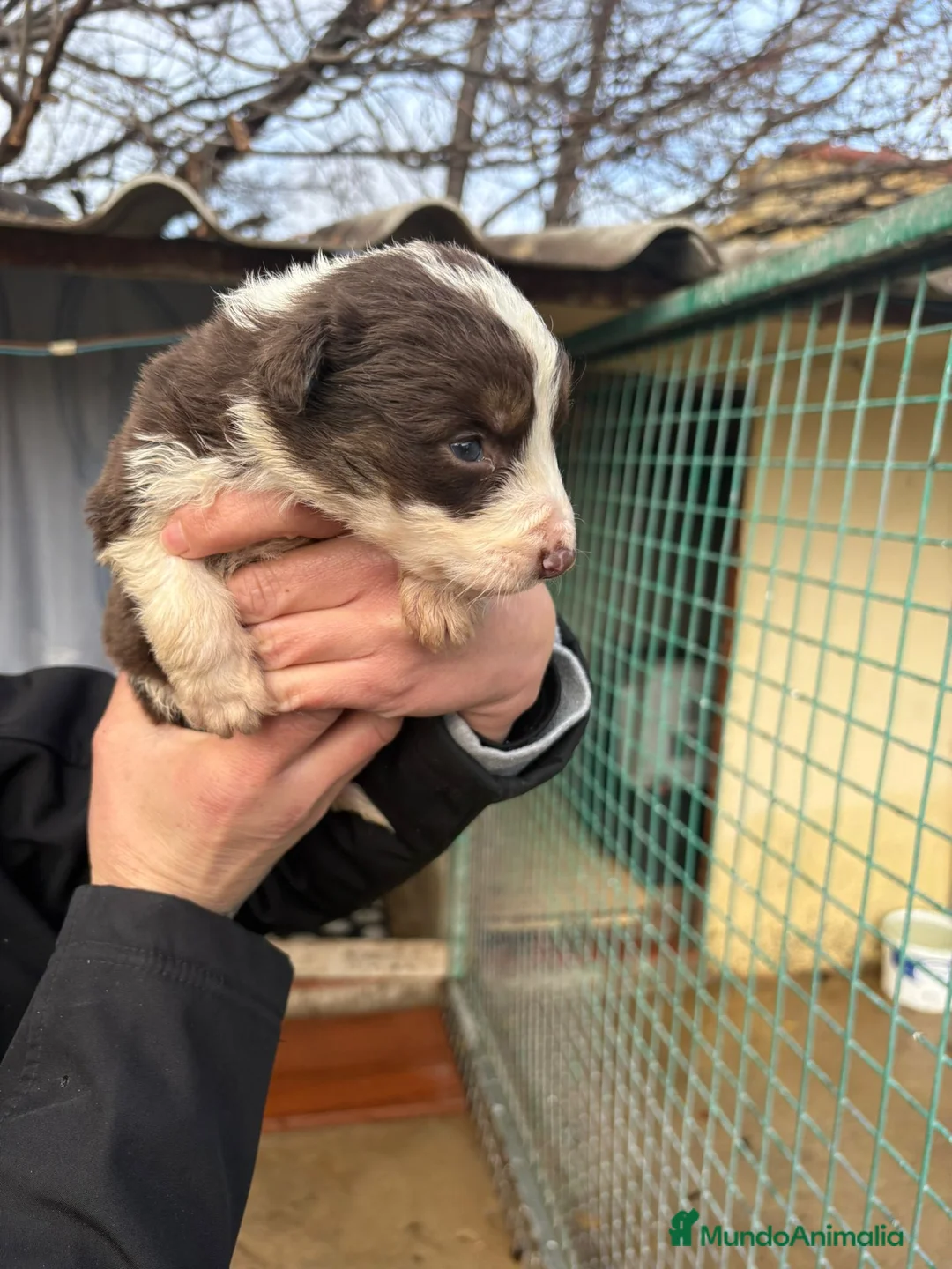 Border Collie perros en venta: Cachorro de Border Collie hembra chocolate  - Anuncio 14