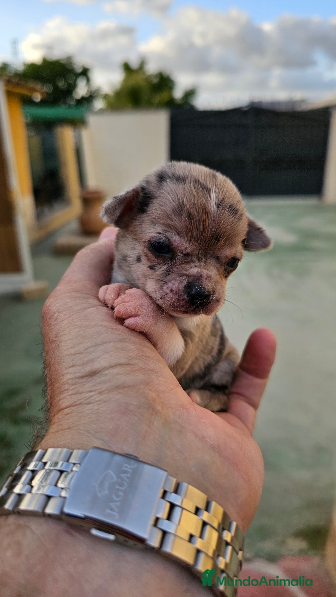 Chihuahua perros en venta: Preciosos chihuahuitos - Imagen 6