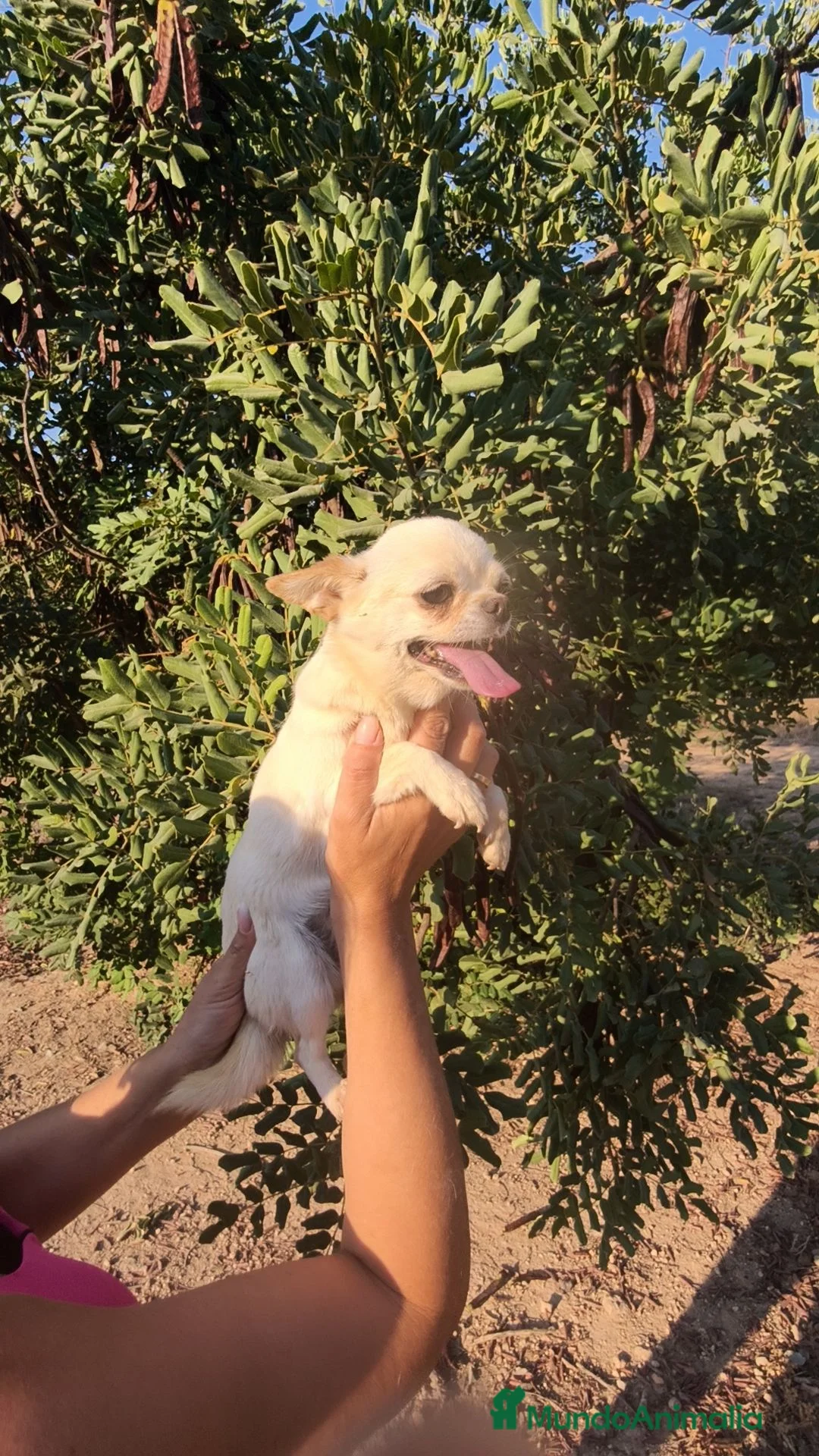 Chihuahua perros en venta: Chihuahua Toy adulta - Anuncio 1