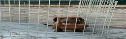 Teckel Miniatura perros en venta: Cachorro teckel - Anuncio 10