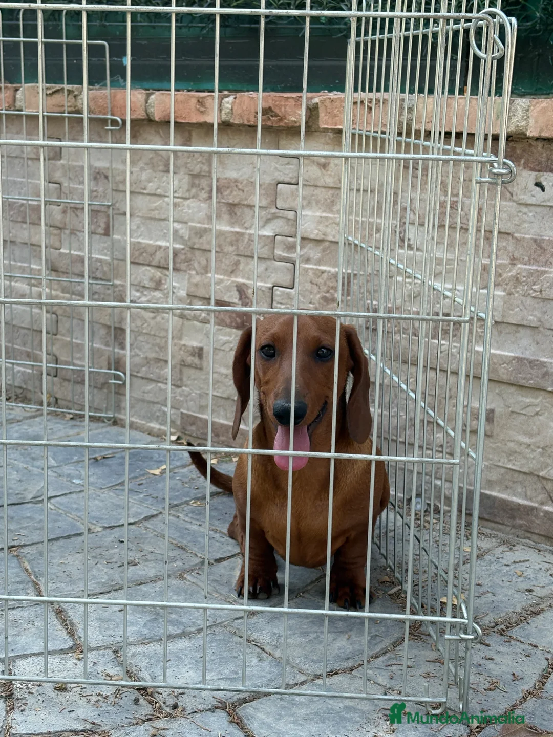Teckel Miniatura perros en venta: Cachorro teckel - Anuncio 10