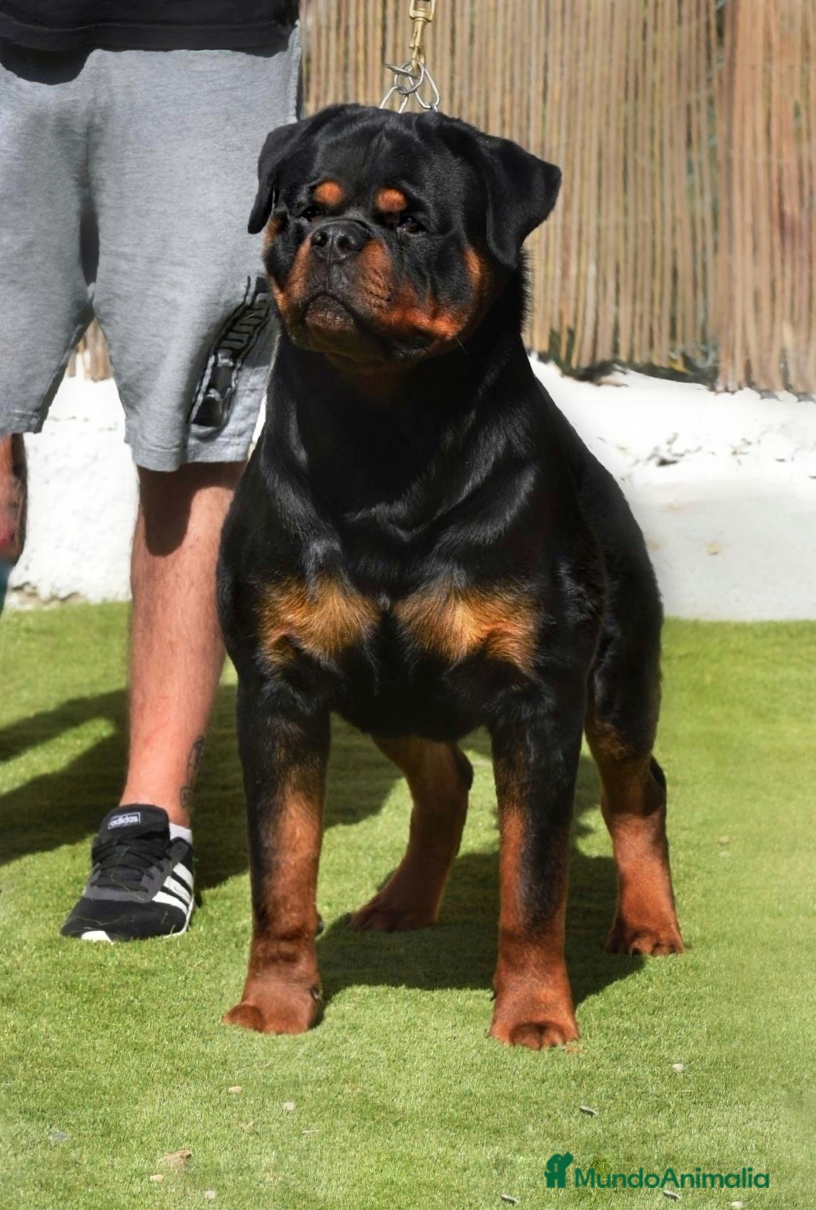 Rottweiler perros Cachorros de Rottweiler cria y selección en Valencia - Anuncio 1