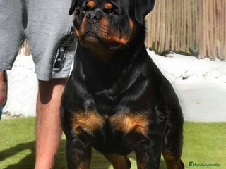 Rottweiler perros Cachorros de Rottweiler cria y selección en Valencia - Anuncio 1