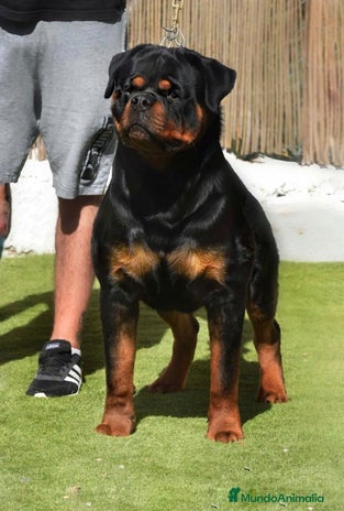 Rottweiler perros Cachorros de Rottweiler cria y selección en Valencia - Anuncio 1