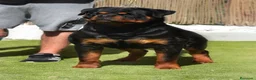 Rottweiler perros en venta: Cachorros de Rottweiler cria y selección en Valencia - Anuncio 1