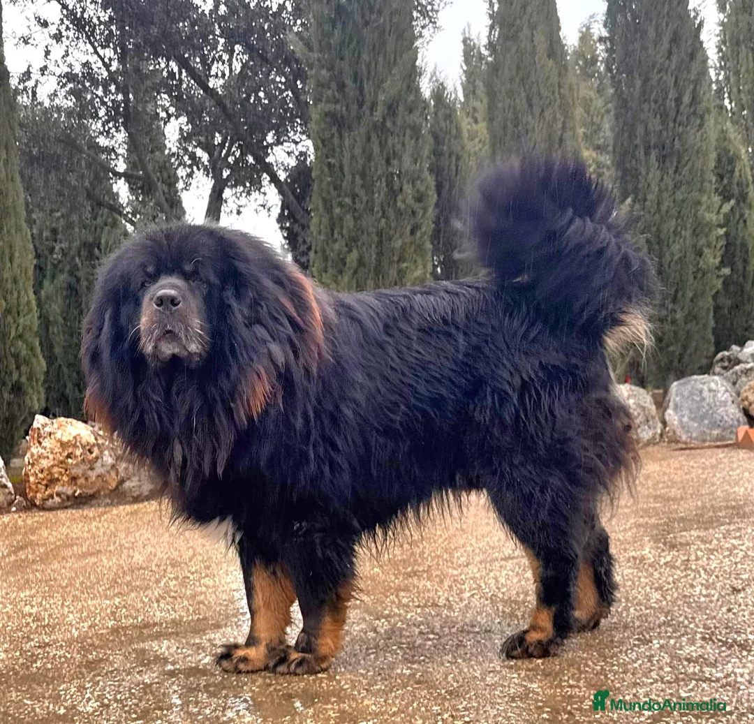 Dogo del Tíbet perros en venta: Dogo del Tíbet o Mastín Tibetano  - Anuncio 3