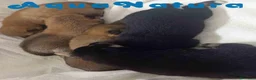 Shiba Inu perros en venta: Camada SHIBA INU de Mar y Simbad - AQUANATURA - Anuncio 5