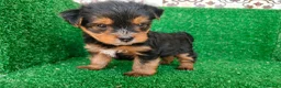 Yorkshire Terrier perros en venta: Yorkshire terrier - Anuncio 11