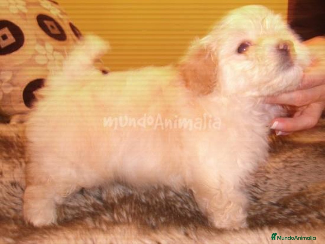 Imagen de galería {{count}}