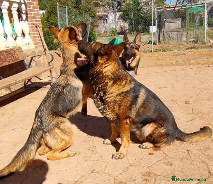 Pastor Alemán perros Pastores alemanes de trabajo  - Anuncio 2