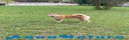 Shiba Inu perros en venta: Shiba Inu Hembra de Mar y Silvio 5285 en Barcelona - Anuncio 3