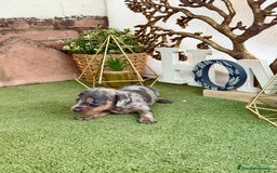 Teckel perros en venta: Teckel Arlequin - Imagen 2