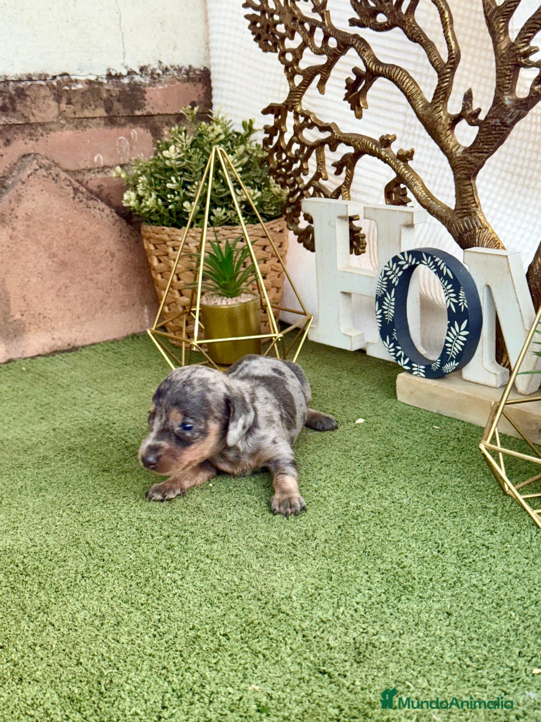 Teckel perros en venta: Teckel Arlequin - Imagen 2